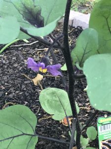 an image of eggplant flowers