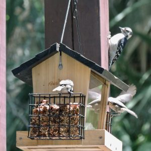 An image of a feeder with birds which visit them often