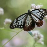 migrating butterflies with information on wings