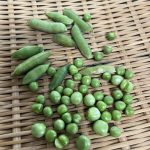 Green Peas, fresh, shelled