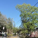 An image os a live oak tree pruned right in the middle by the power company