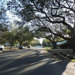 An image of live oak trees which are kept intact 