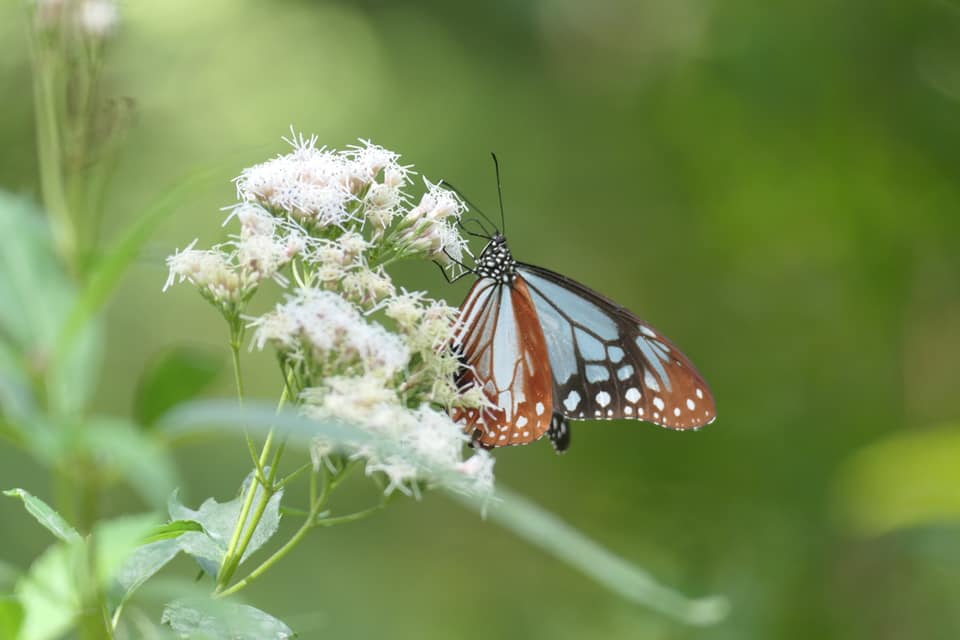 Migrating Butterflies / 渡りをする蝶