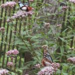 An image of two migrating butterflies in Kyoto