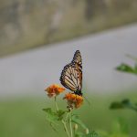 An American migrating butterfly