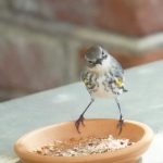 Yellow-rumped warblers use a lot of caution
